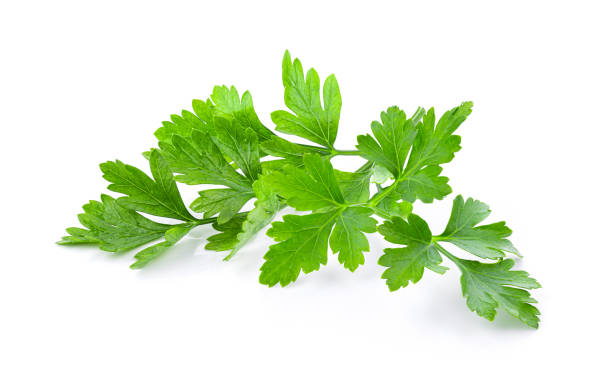istock fresh parsley herb isolated on white background 1215896017
