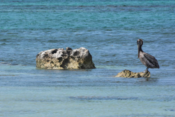 istock Pelican on the beach 1215896560