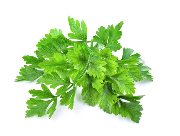 istock Parsley isolated on a white background 1215896587