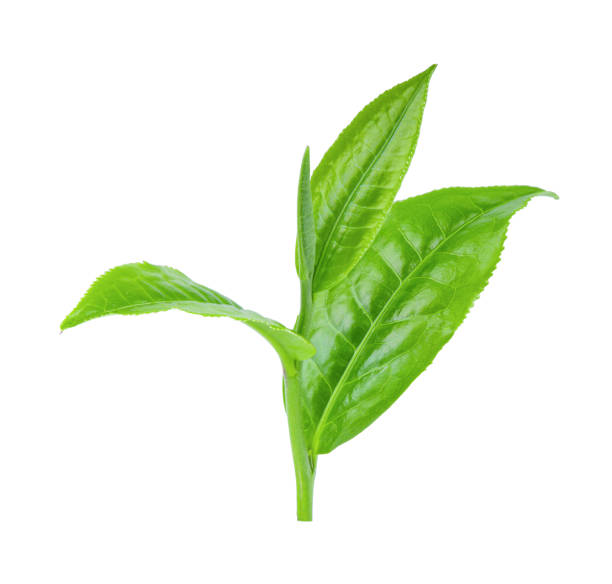 istock green tea leaf isolated on white background 1215896611