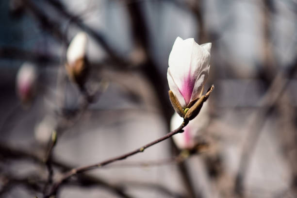 Plants and Flowers: magnolia flower - Magnolia Grandiflora