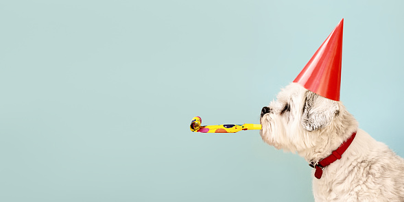 Birthday dog celebrating with party hat and blow-out