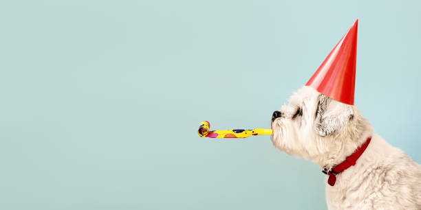 Dog celebrating with party hat Birthday dog celebrating with party hat and blow-out eccentric stock pictures, royalty-free photos & images