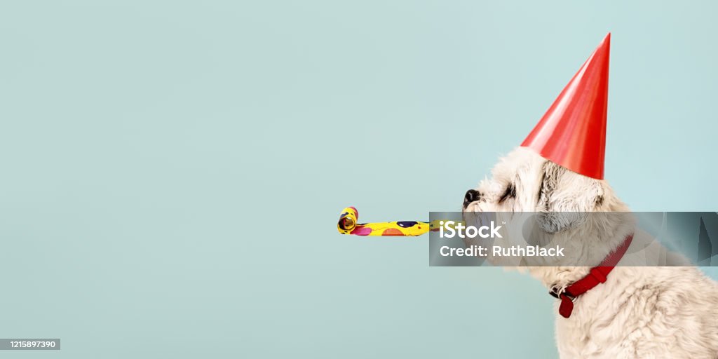 狗慶祝與黨帽 - 免版稅生日圖庫照片