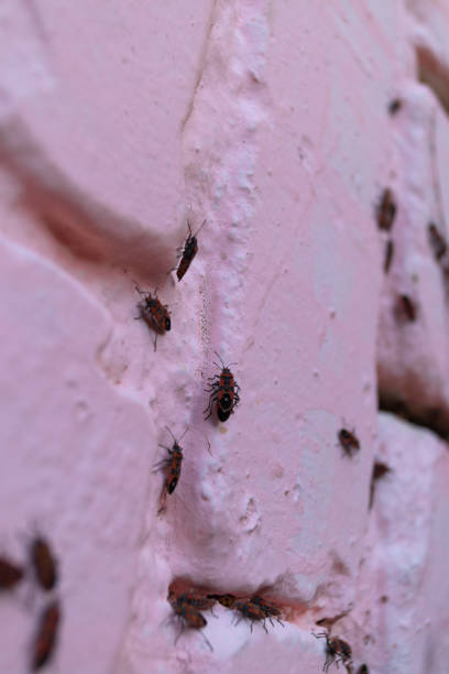 istock A lot of redbugs on pink wall with blurred background. 1215897480