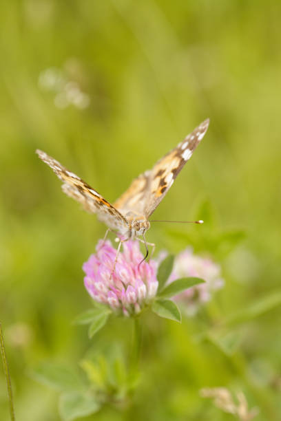 istock An orange butterfly on wildflower on soft green blurred background. 1215897567