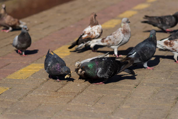 istock Pigeons on the edge of the railway platform. 1215897666