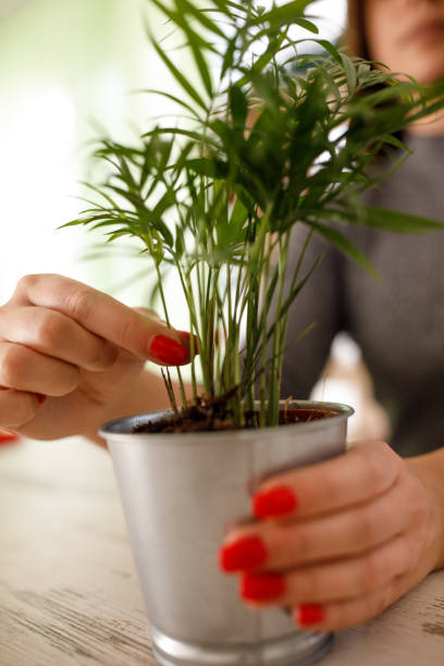 istock Young butterly palm decorating an indoors space 1215899659