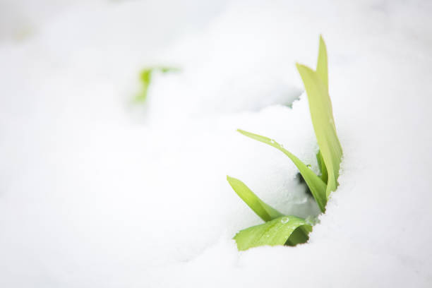 istock Spring blossom under last winter snow 1215900720