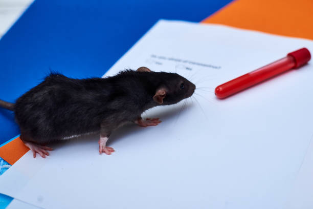 istock Rat and test tube with blood. 1215901057