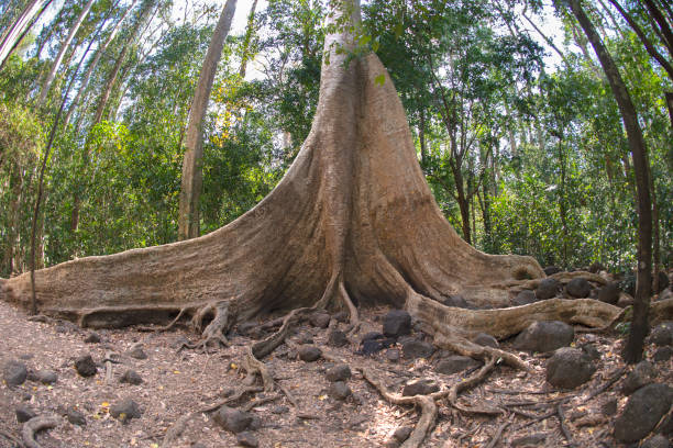 istock Giant Tung Tree in the Cat Tien N.P. 1215903653