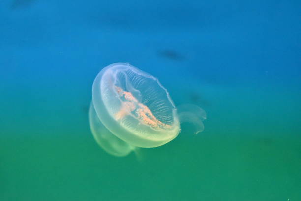 istock A photo of an beutiful jellyfish 1215905039