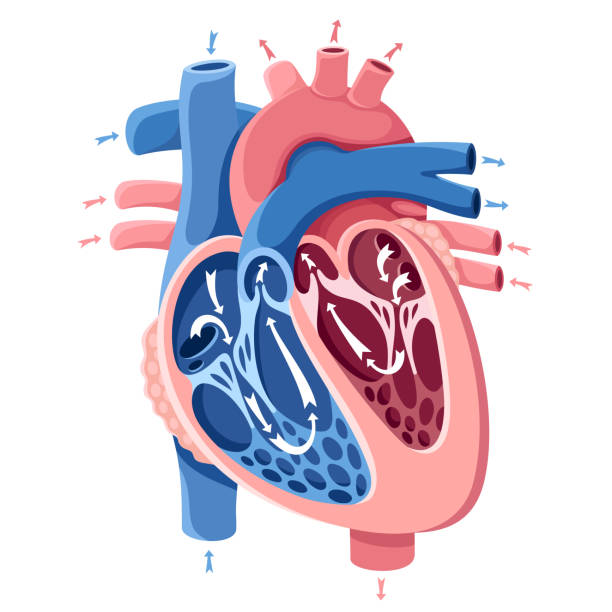 인간의 심장 해부학 - left ventricle stock illustrations