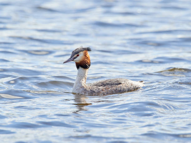istock A Great Crested Grebe swimming on Crime Lake 1215908630