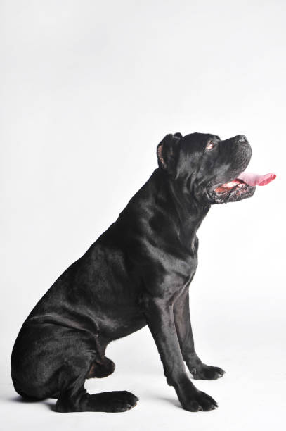 istock Close-up black mastiff isolated on white 1215910729