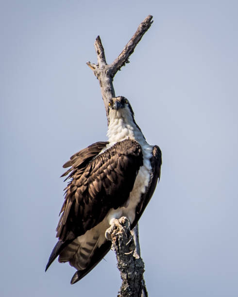 istock Osprey in flight searching for a meal 1215911620