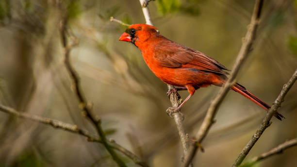 istock Big Male Red Cardinal Bird 1215911627
