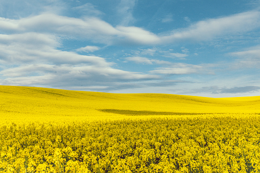 Rural summer scenery farmland landscape view of empty golden colour canola, rape or rapeseed ( brassica napus ) field pattern with cloudy blue sky. Rape plants for green energy and oil industry in South Moravia, Czechia
