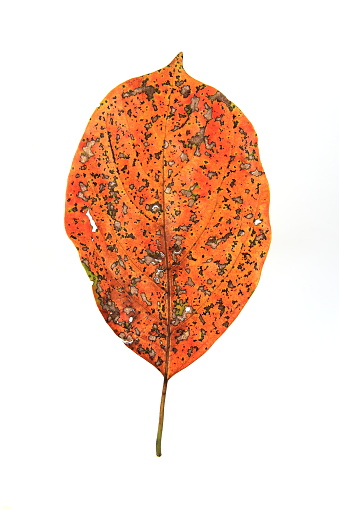 Withered leaf on white background