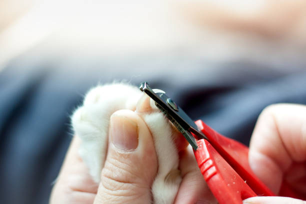istock This image are shown how to cut nail the cat properly. This picture has space for putting description. 1215913982