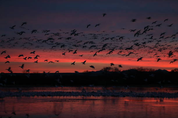 istock Snow geese  Bosque del Apache, New Mexico USA 1215914617