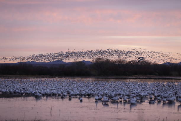istock Snow geese  Bosque del Apache, New Mexico USA 1215914629