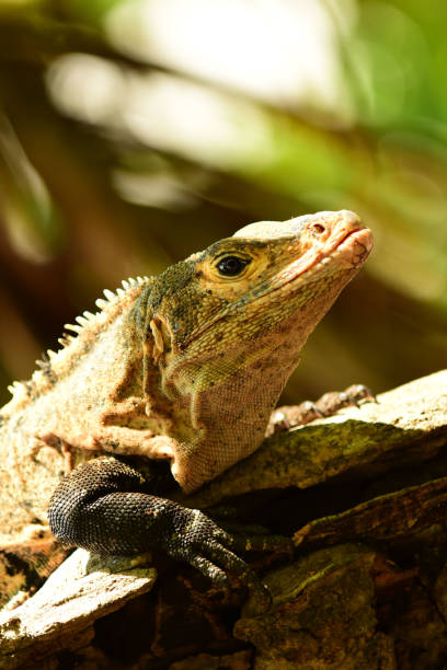 istock Sunning Iguana head and front legs close up 1215914680