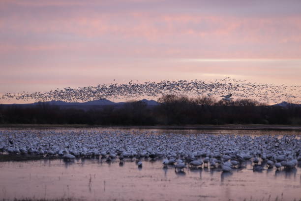istock Snow geese  Bosque del Apache, New Mexico USA 1215914701