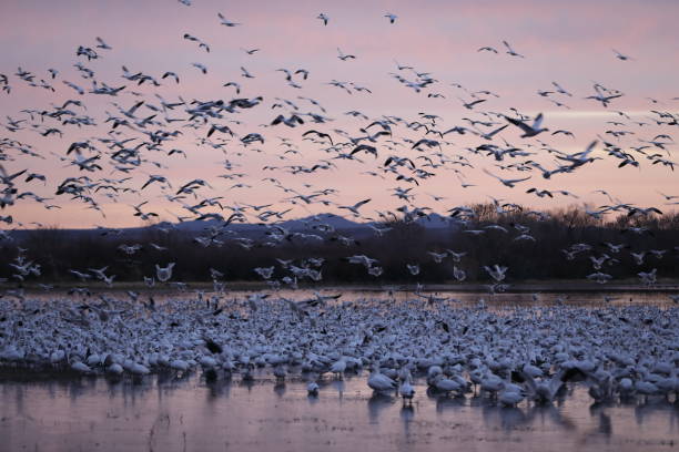 istock Snow geese  Bosque del Apache, New Mexico USA 1215914754