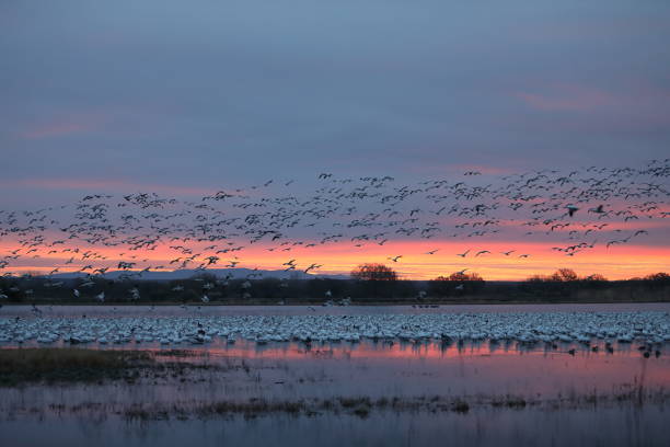 istock Snow geese  Bosque del Apache, New Mexico USA 1215914954