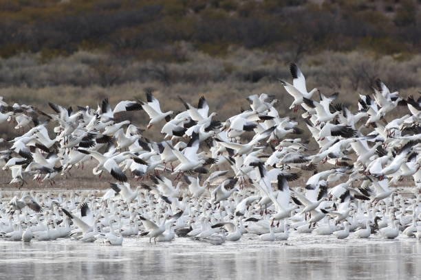 istock Snow geese  Bosque del Apache, New Mexico USA 1215915029