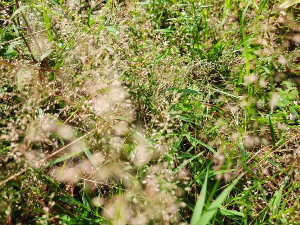istock Wild grass on the garden floor 1215915070