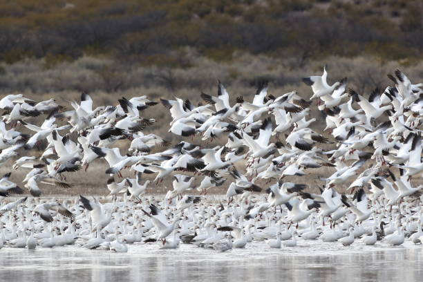 istock Snow geese  Bosque del Apache, New Mexico USA 1215915653