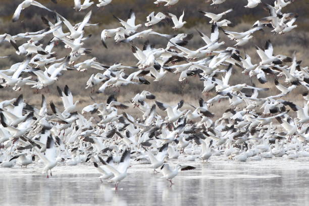 istock Snow geese  Bosque del Apache, New Mexico USA 1215915900