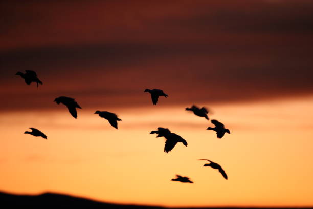 istock Snow geese  Bosque del Apache, New Mexico USA 1215916516