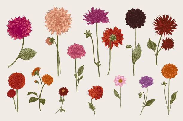 Dahlias set. Dahlias set. Botanical vector vintage illustration. Design elements. Colorful. dahlia stock illustrations