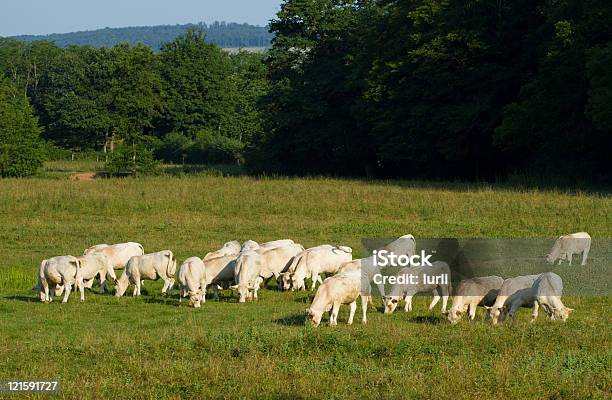 Landscape In Burgundy Stock Photo - Download Image Now - Agriculture, Animal, Bull - Animal