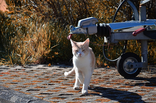 Cat enjoying the silence of quarantine