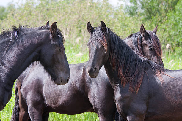 istock Black horses in a nature area 121591851