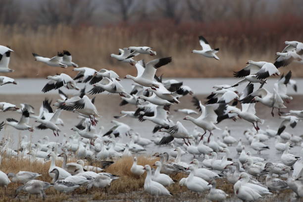 istock Snow geese  Bosque del Apache, New Mexico USA 1215919086
