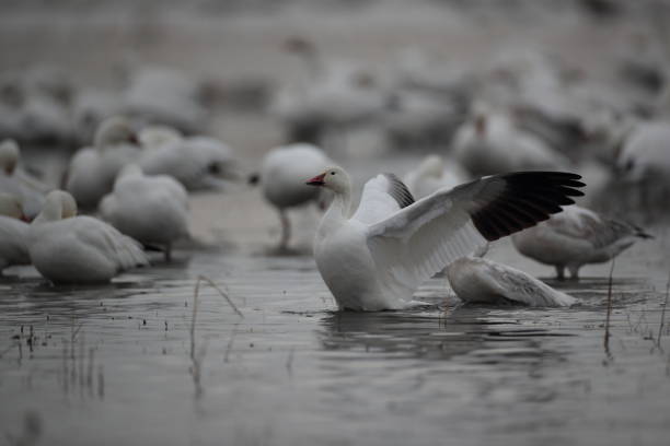 istock Snow geese  Bosque del Apache, New Mexico USA 1215919102