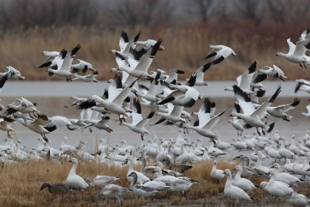 istock Snow geese  Bosque del Apache, New Mexico USA 1215919228
