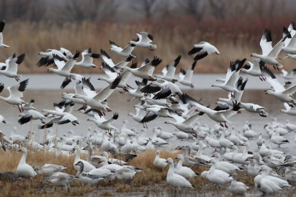 istock Snow geese  Bosque del Apache, New Mexico USA 1215919377