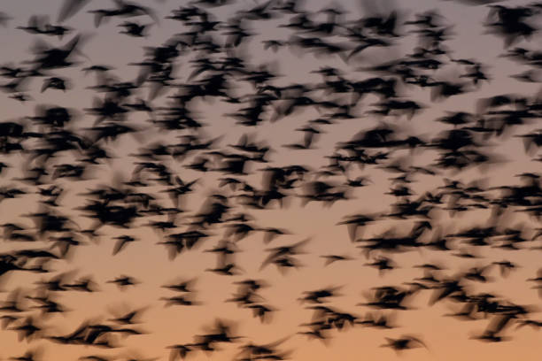 istock Snow geese  Bosque del Apache, New Mexico USA 1215919600