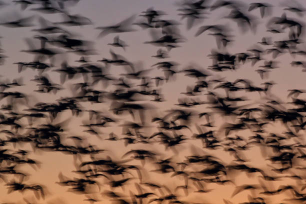 istock Snow geese  Bosque del Apache, New Mexico USA 1215919675