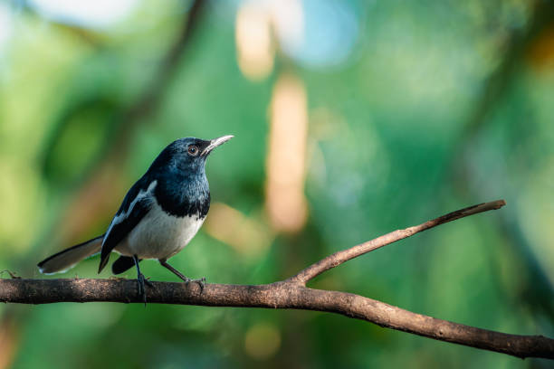 istock Bird (Oriental magpie-robin) in a nature wild 1215919742