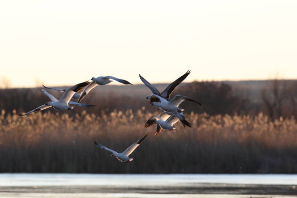 istock Snow geese  Bosque del Apache, New Mexico USA 1215920467