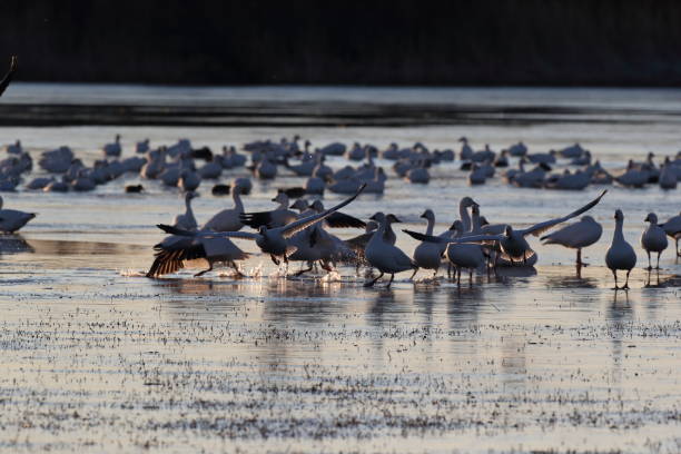 istock Snow geese  Bosque del Apache, New Mexico USA 1215920651