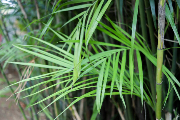 istock Bamboo Trees In Botanical Garden - stock photo 1215920775
