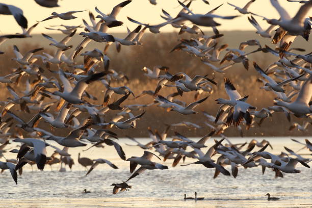 istock Snow geese  Bosque del Apache, New Mexico USA 1215920950